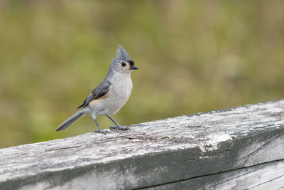 Close-up of bird perching on wood