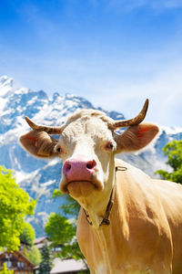 Portrait of cow