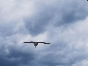 Low angle view of bird flying against sky