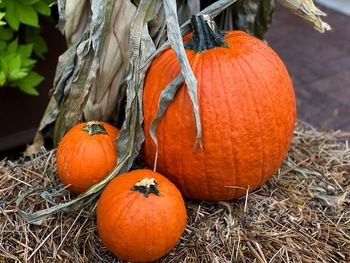 Close-up of orange pumpkins in autumn