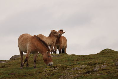 Horses in a field