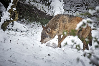 Side view of an animal on snow covered land