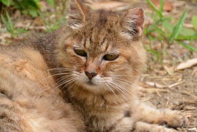 Close-up portrait of a cat