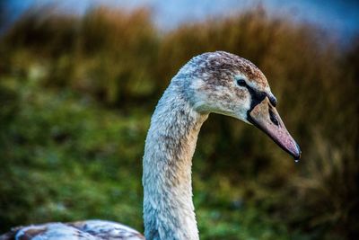 Close-up of duck