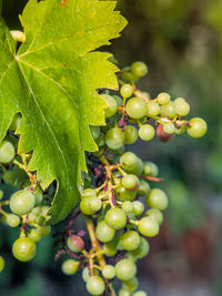 Close-up of berries growing on tree