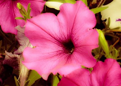 Close-up of pink flowers