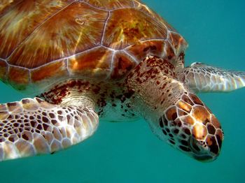 Close-up of turtle in sea