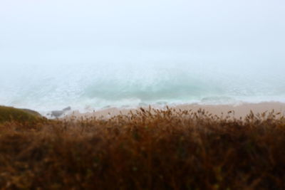 Scenic view of beach