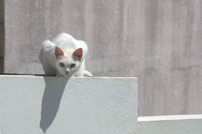 Portrait of white cat sitting on retaining wall