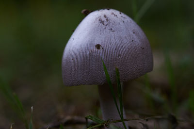 Close-up of mushroom growing outdoors