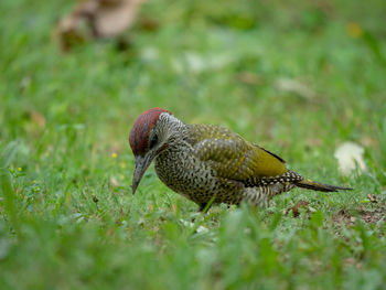 Close-up of a bird on a field