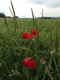 Red poppy flowers in field