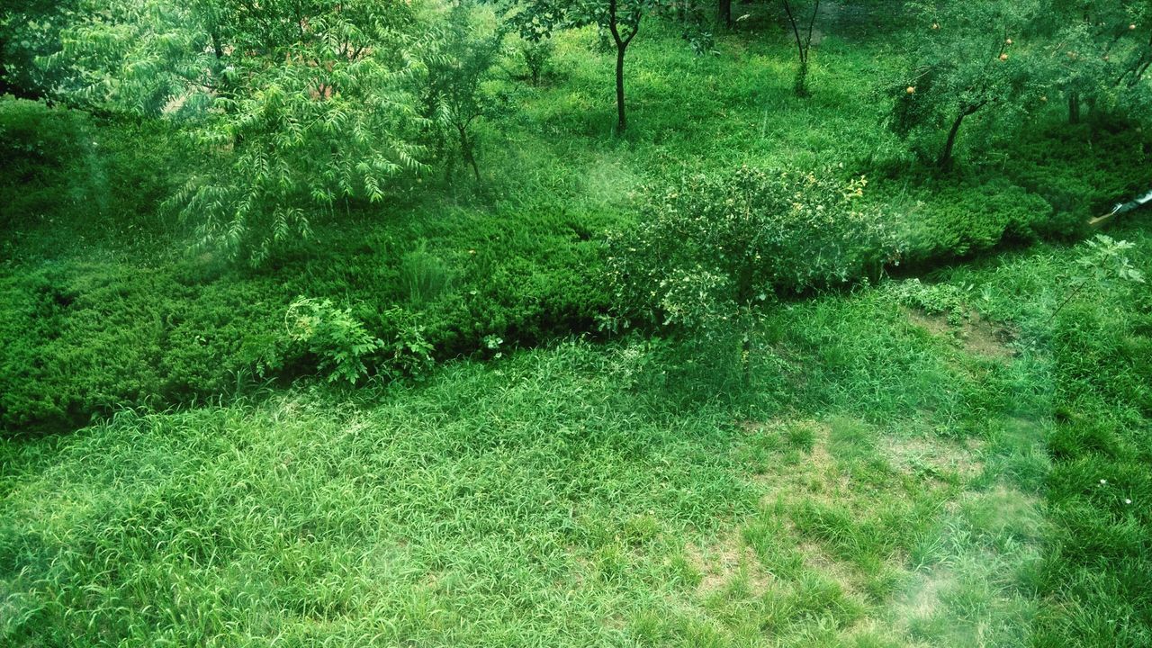 green color, growth, tree, tranquility, lush foliage, grass, nature, beauty in nature, plant, tranquil scene, green, forest, high angle view, scenics, field, day, sunlight, outdoors, growing, no people