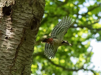 Low angle view of bird on tree