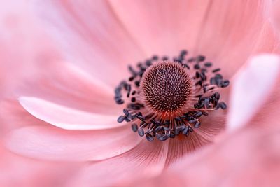 Macro shot of pink flower