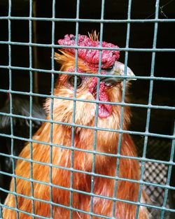 Close-up of chicken in cage