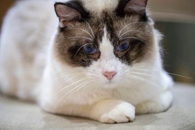 Close-up portrait of a cat looking away