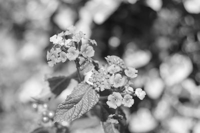 Close-up of flowers against blurred background