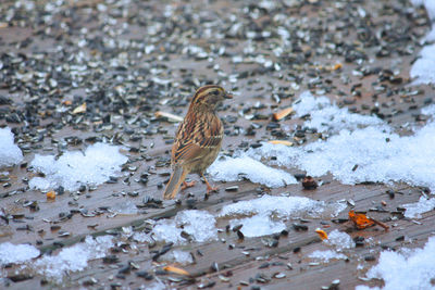 High angle view of bird perching on snow