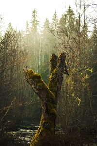 Man in forest