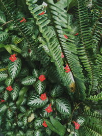 Full frame shot of leaves