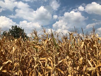 View of stalks in field against cloudy sky