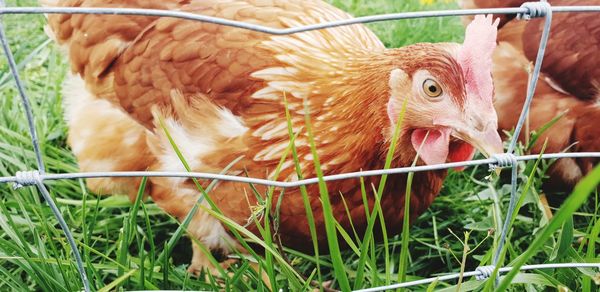 Close-up of a bird on field