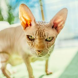 Close-up portrait of cat