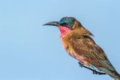 Low angle view of bird perching against clear sky