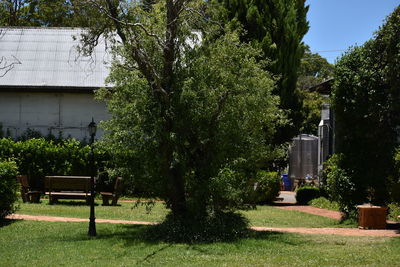 Trees in park