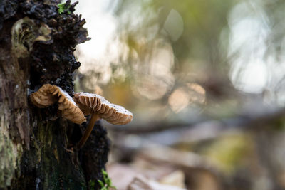 Close-up of mushroom growing on tree trunk