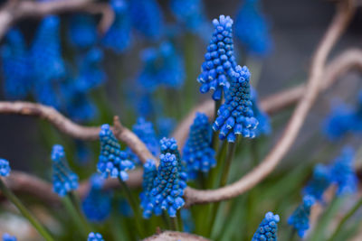 Close-up of blue flowers