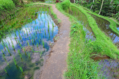 High angle view of canal amidst field