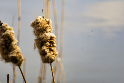 Close-up of plants against lake