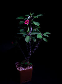 Close-up of small potted plant against black background