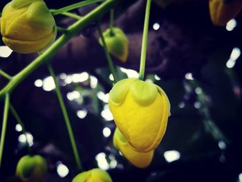 Close-up of yellow fruit on plant