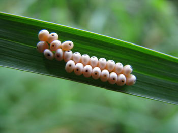 Close-up of eggs