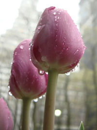 Close-up of pink flower