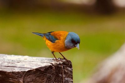 Close-up of bird perching on wood