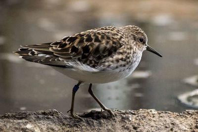 Close-up of bird perching on rock