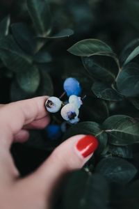 Cropped hand of woman touching blueberries growing on plant