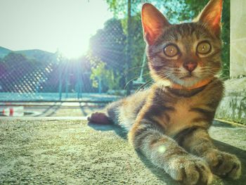 Close-up portrait of cat sitting against sky