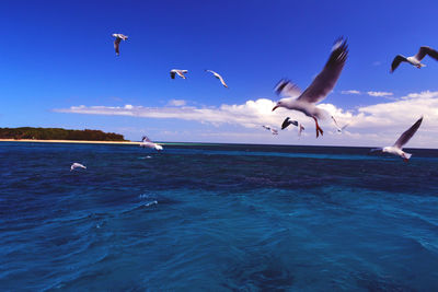 Birds flying over calm blue lake