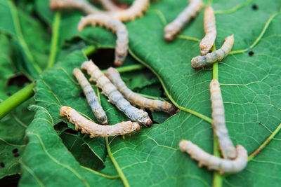 Close-up of caterpillar on leaves