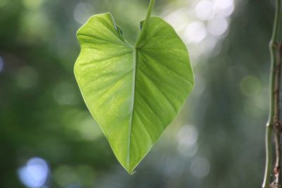 Green leave, heart-shaped, with blurred background for good environment concept