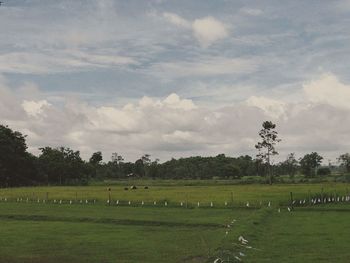 Scenic view of grassy field against sky