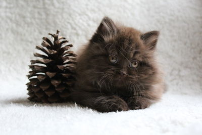 Close-up of cat with pine cone sitting on rug