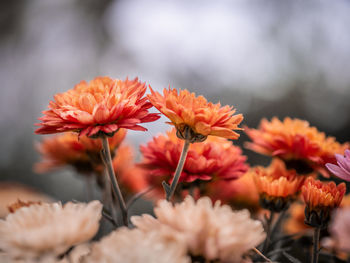 Close-up of red flowering plants