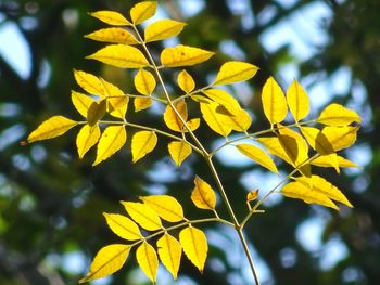 Close-up of yellow flowering plant