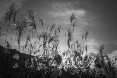 Close-up of silhouette trees against sky